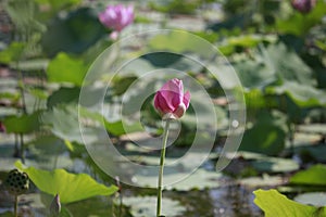 Lotus, plant, leaf